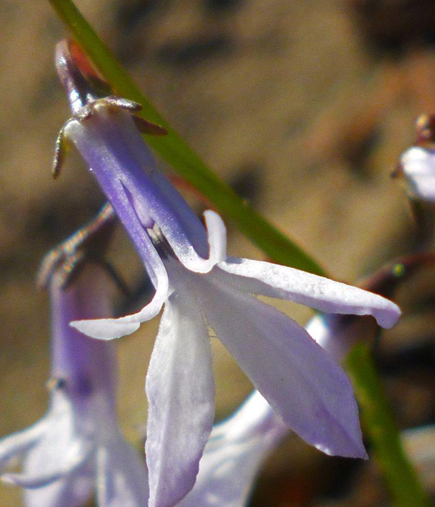 Waterlobelia